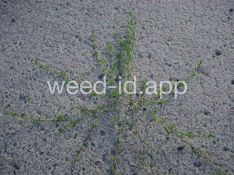 knotweed, prostrate